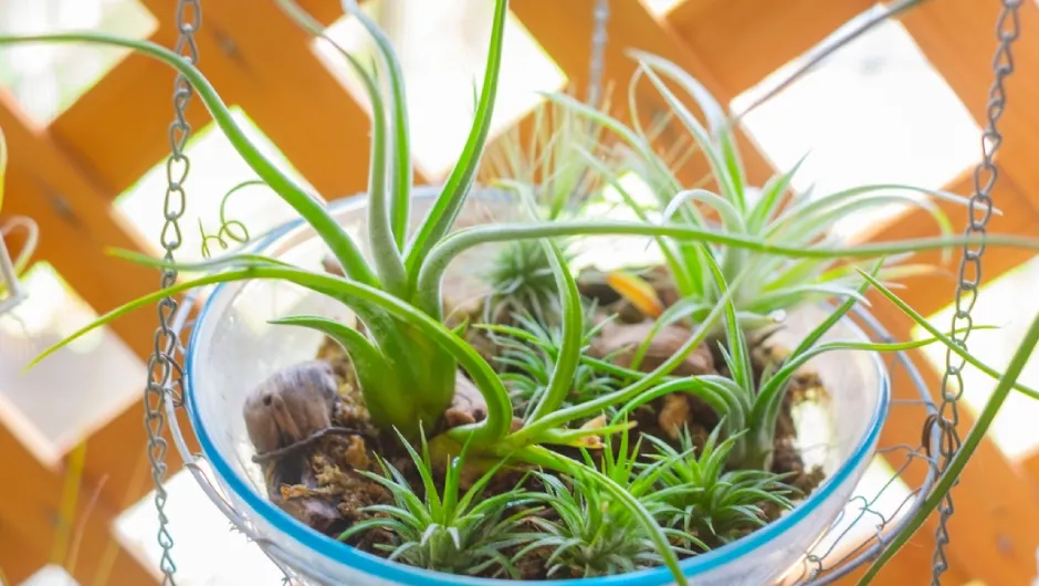 Tillandsia
