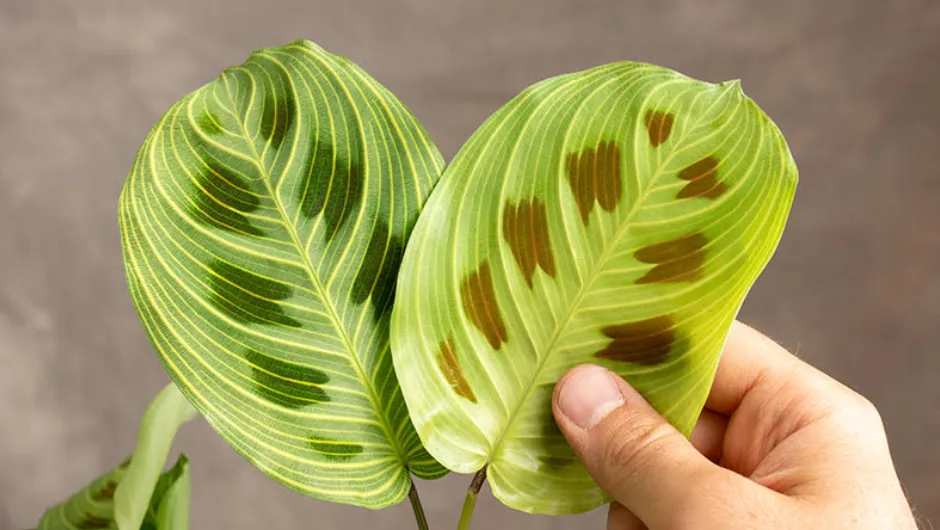 Maranta