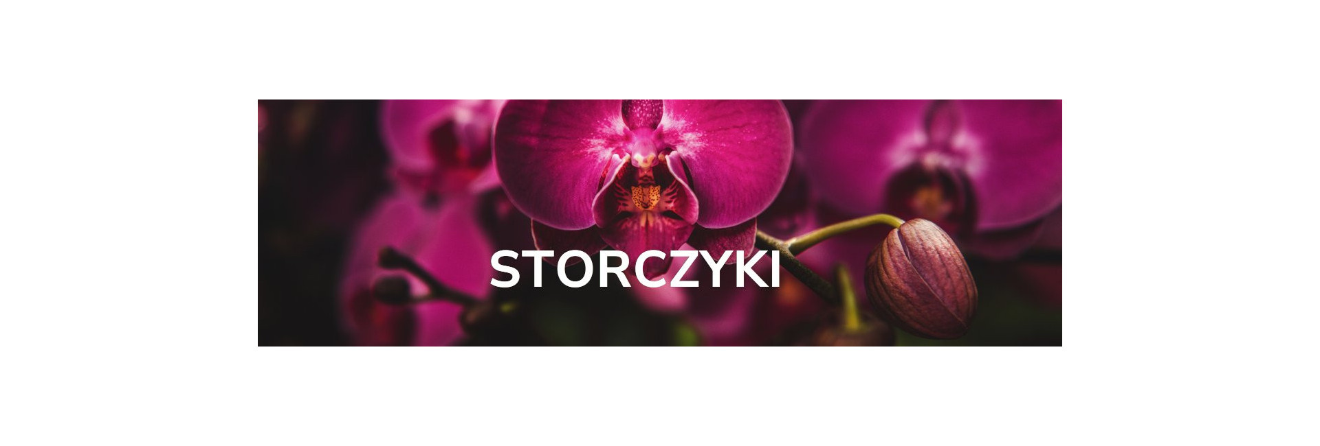 Storczyki (Orchis L.) doniczkowe, orchidee cena - Tomaszewski