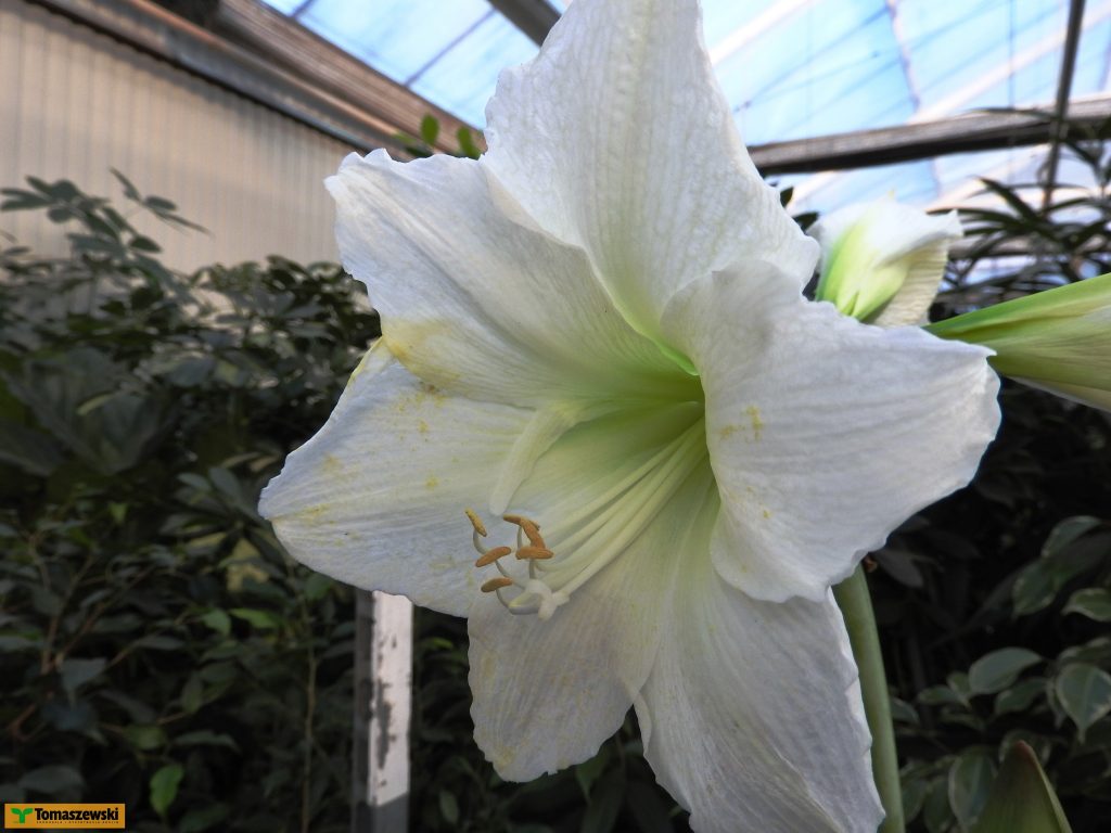hipeastrum