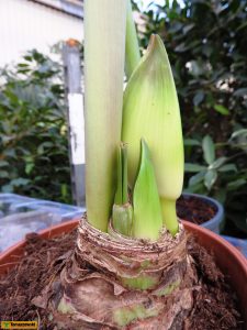 hipeastrum