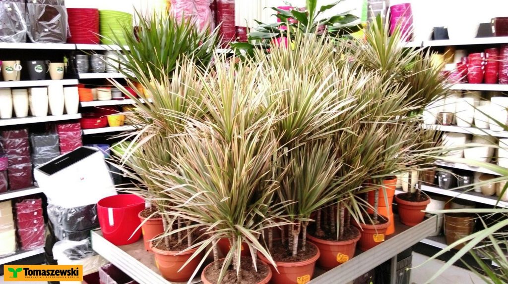 Liście w paski – dracena