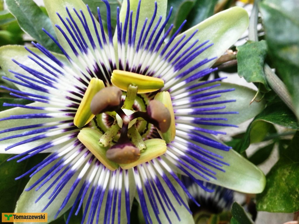 Passiflora