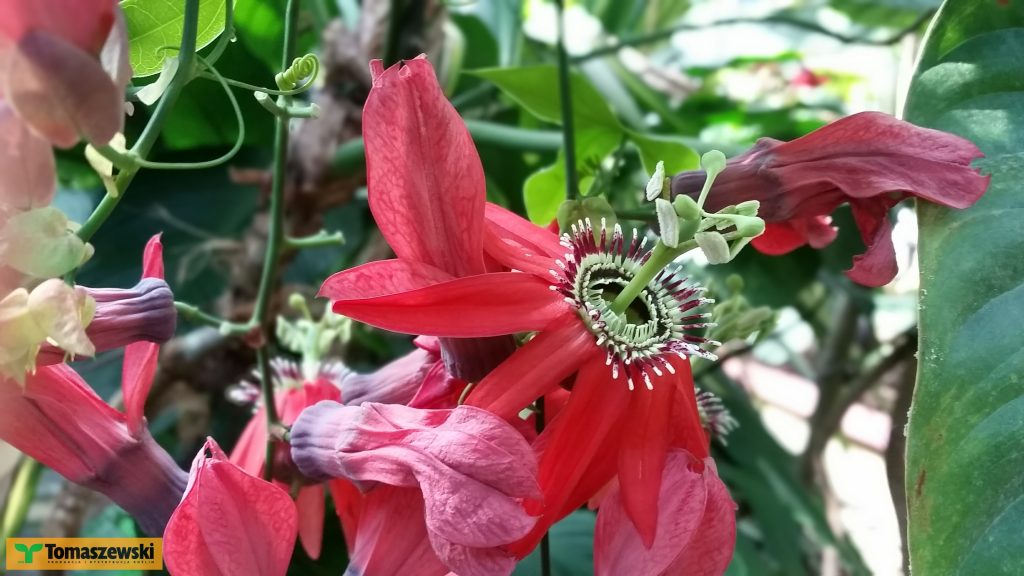 Passiflora