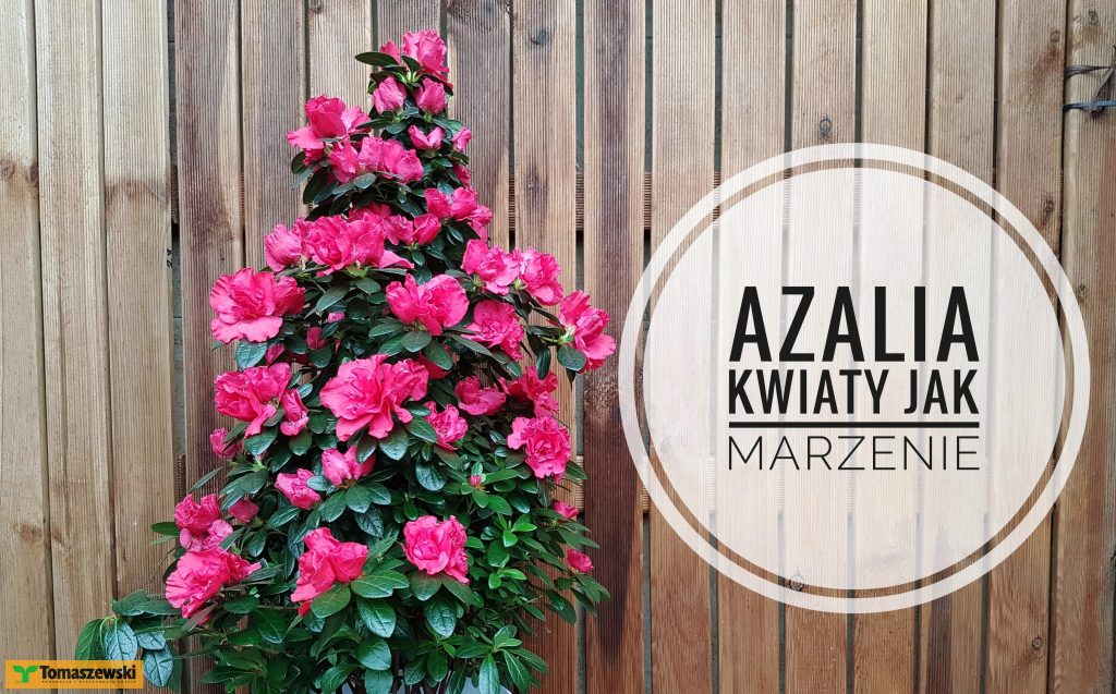 Azalie