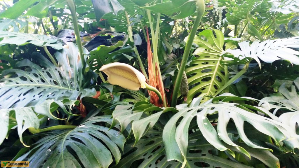 monstera