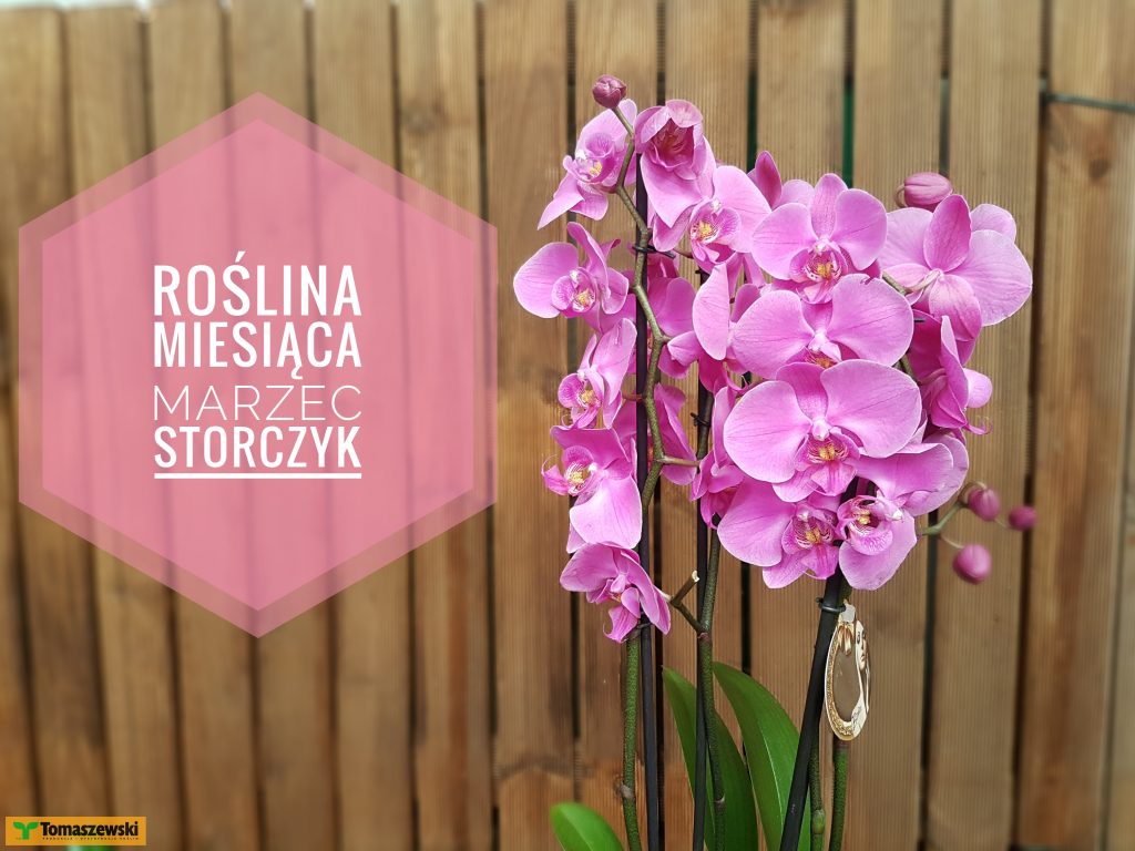 Podlewanie i nawożenie storczyka