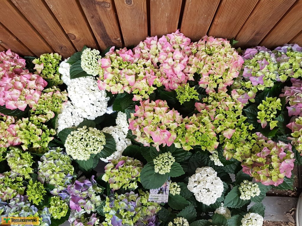 hortensja ogrodowa