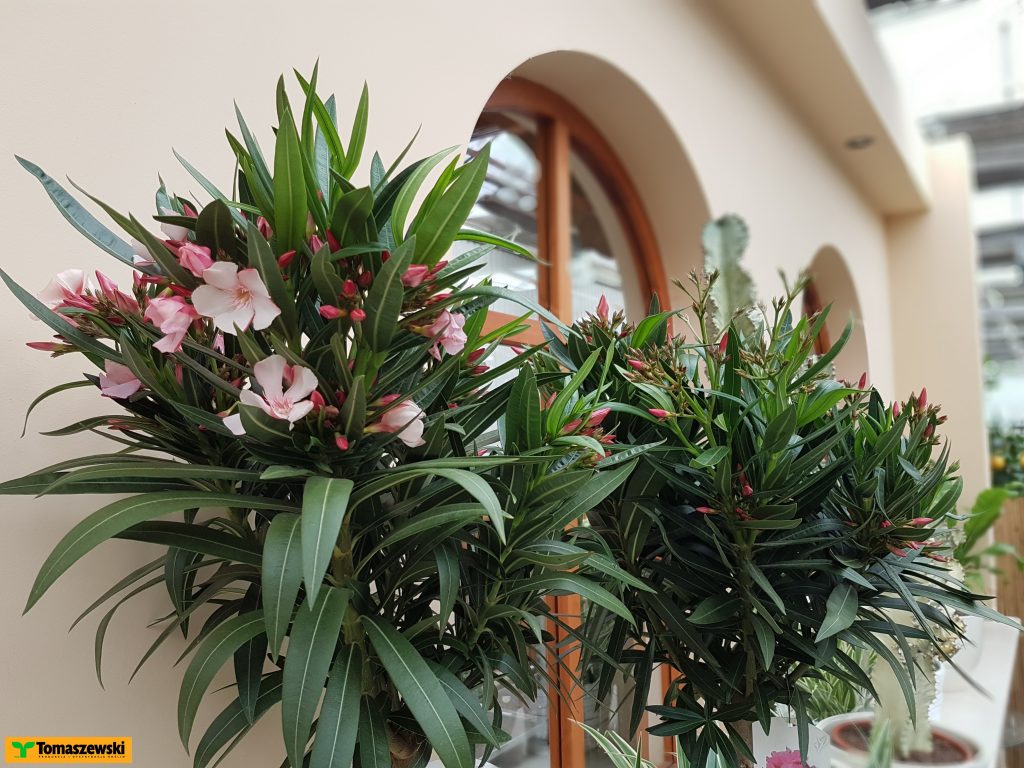 oleander
