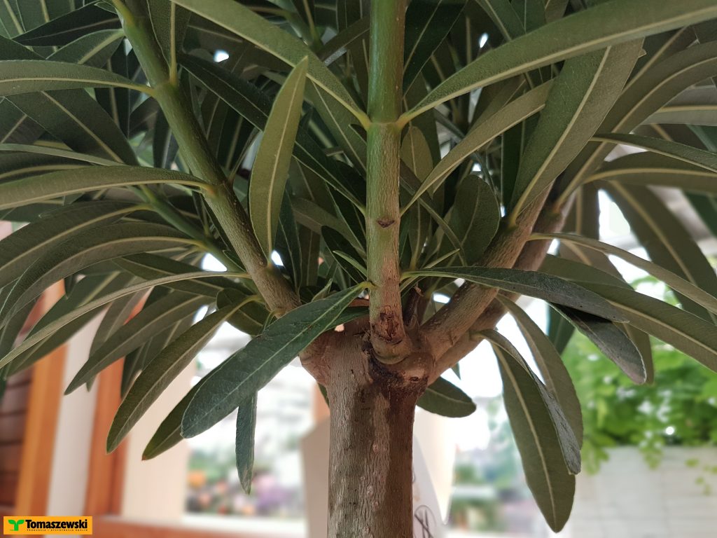 oleander