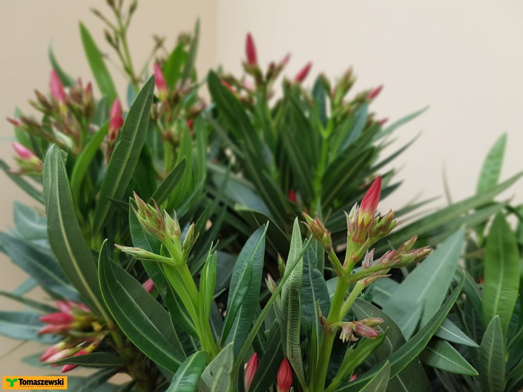 oleander