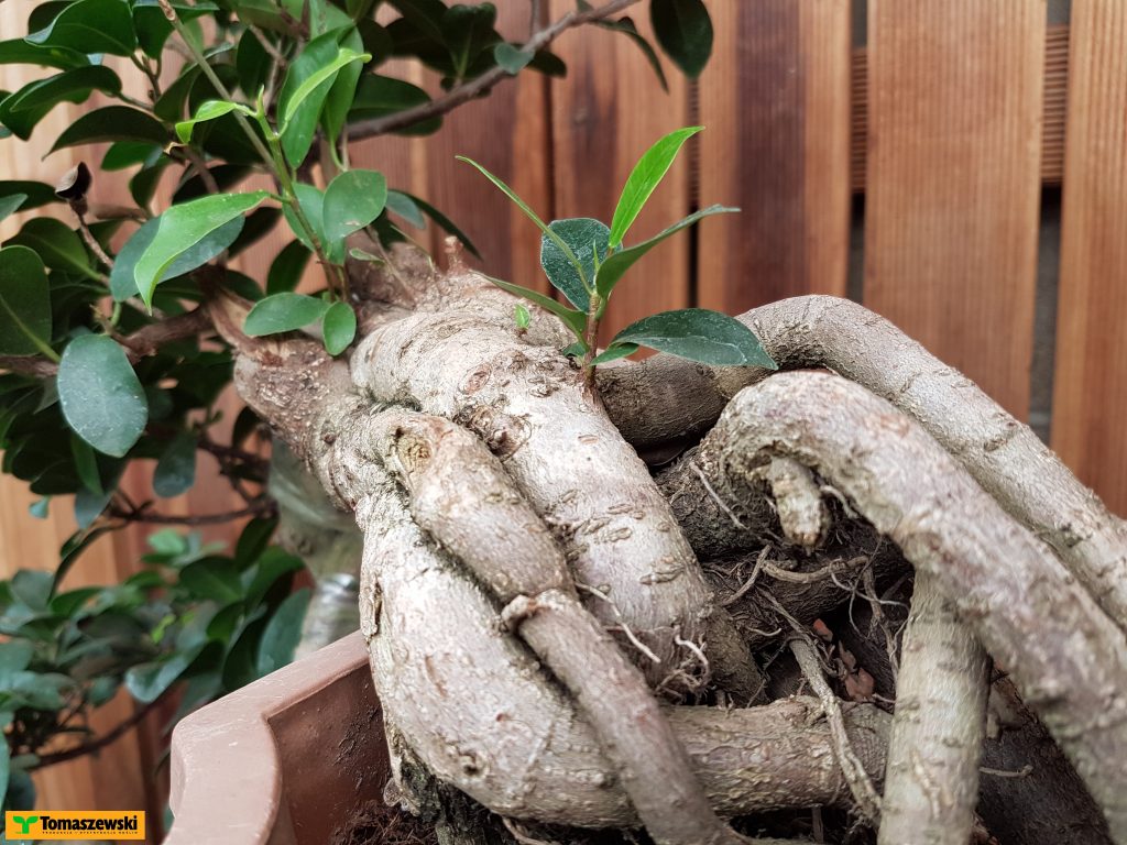 bonsai