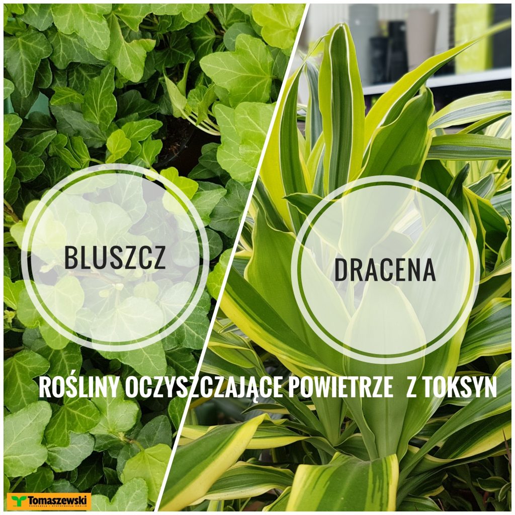kwiaty oczyszczające powietrze