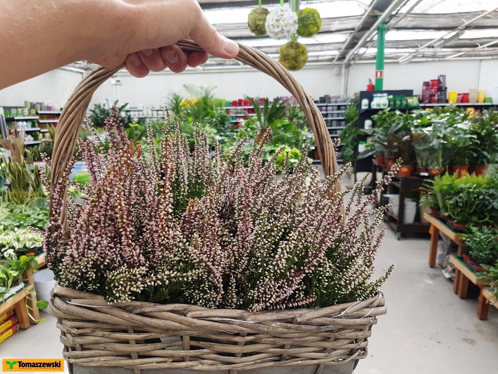 cięcie wrzosów