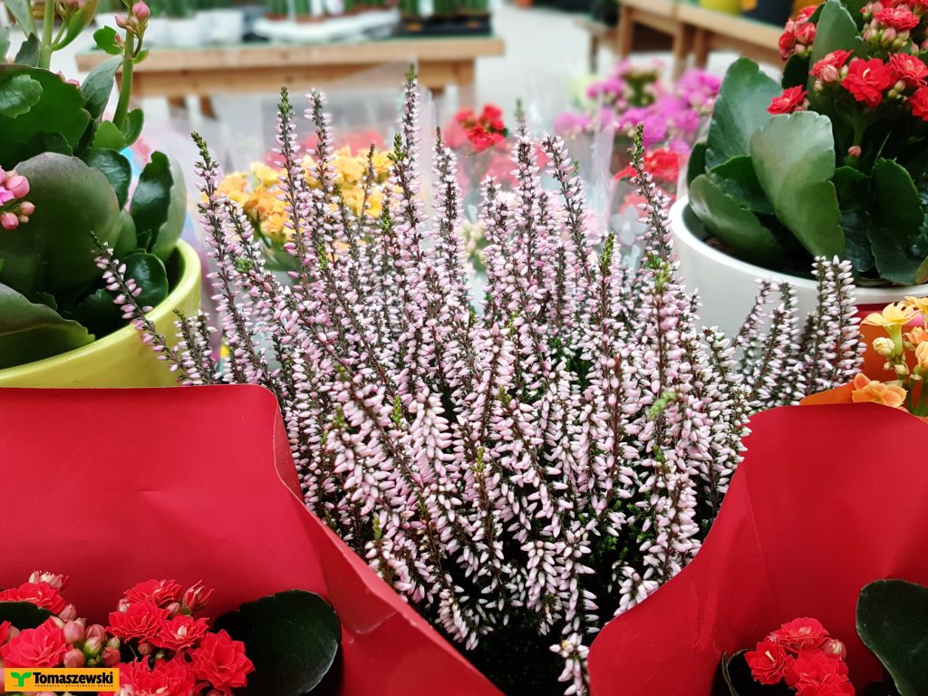 cięcie wrzosów
