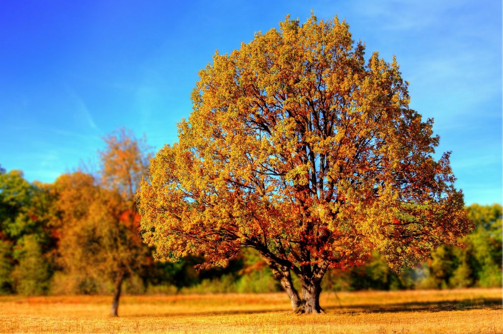 święto drzewa