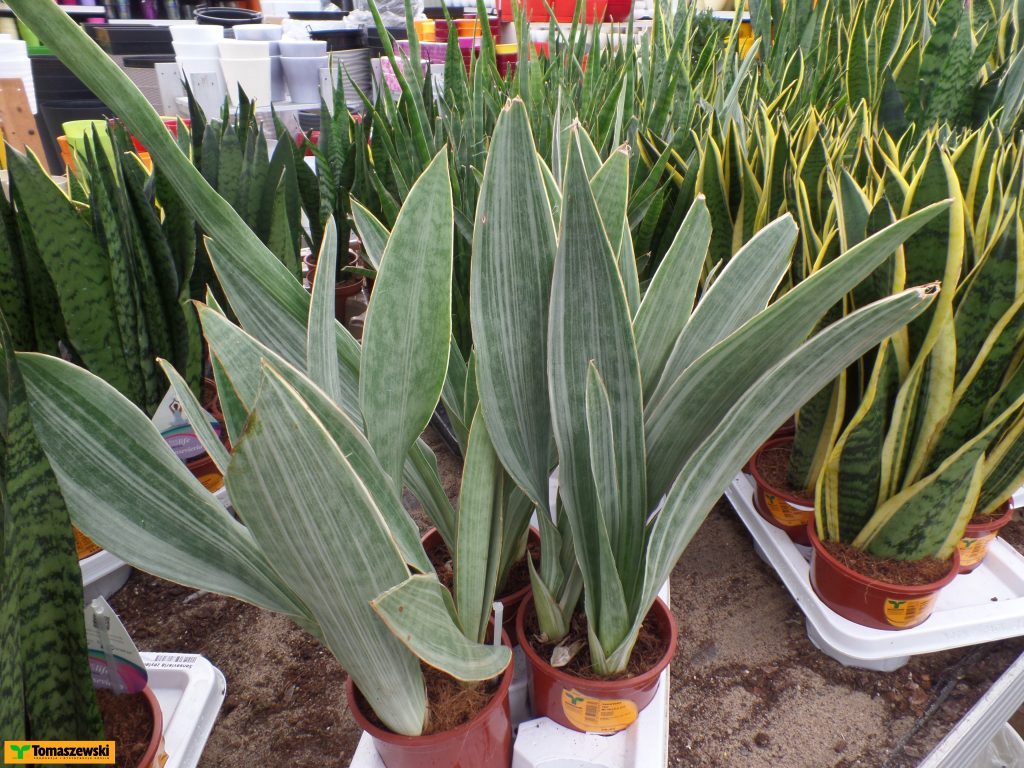 sansewieria