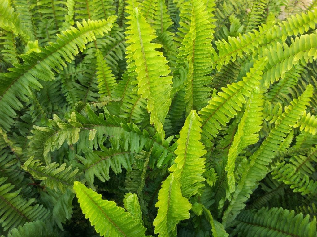 Jak nawozić kwiaty doniczkowe