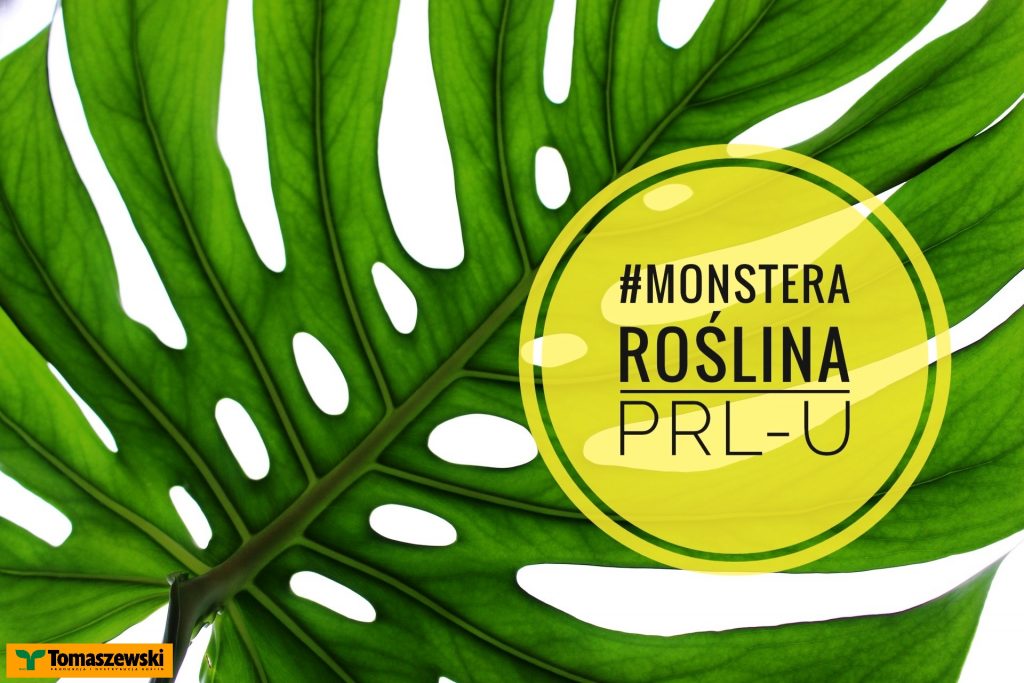monstera