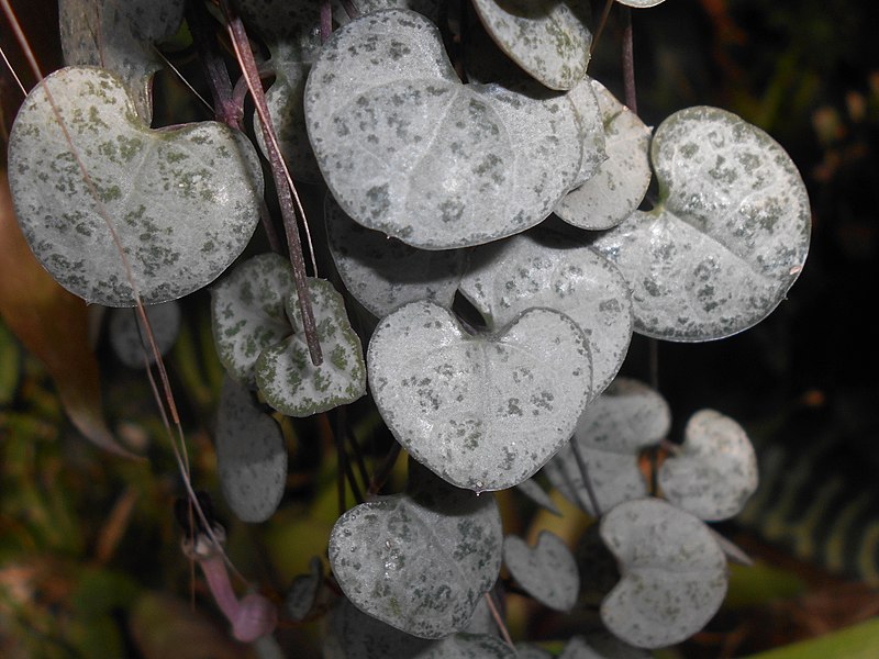 Ceropegia - koronkowa robota