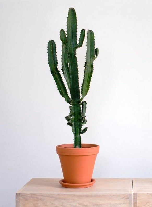 Euphorbia trigona