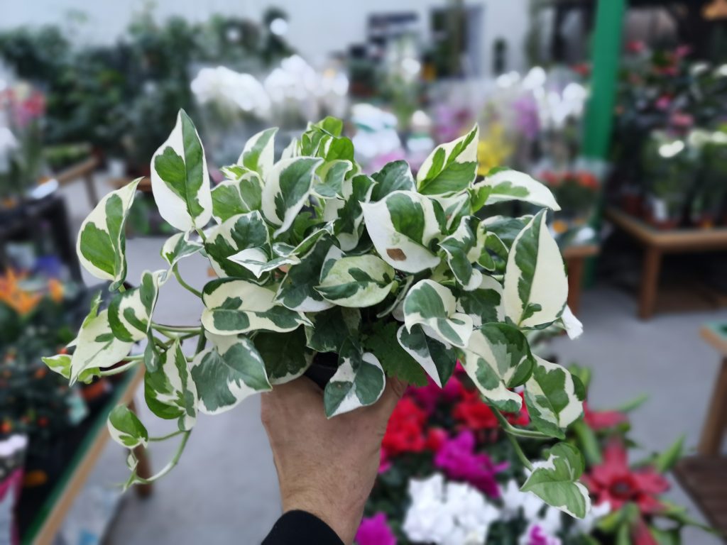 epipremnum