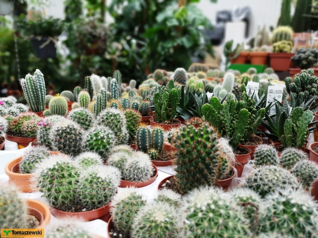 Pielęgnacja roślin – podlewanie