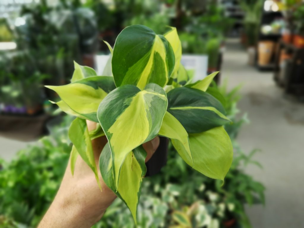 kwiaty o pokroju zwisającym - filodendron