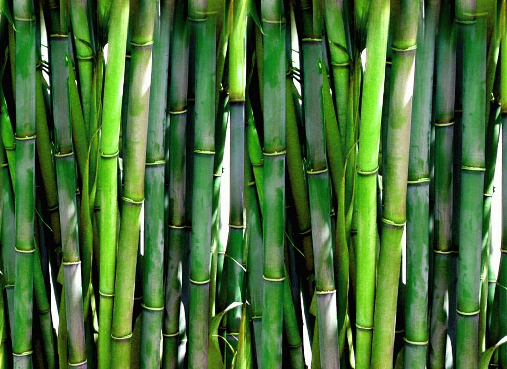 Moda na urban jungle w domu