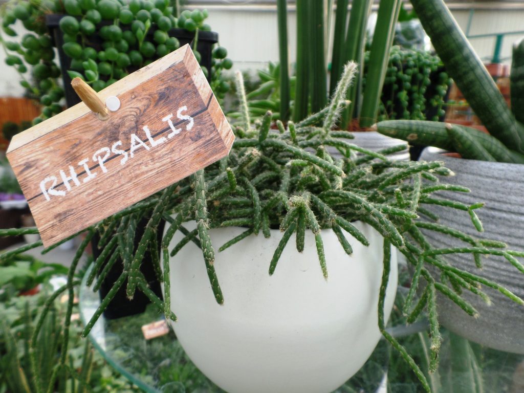 rhipsalis