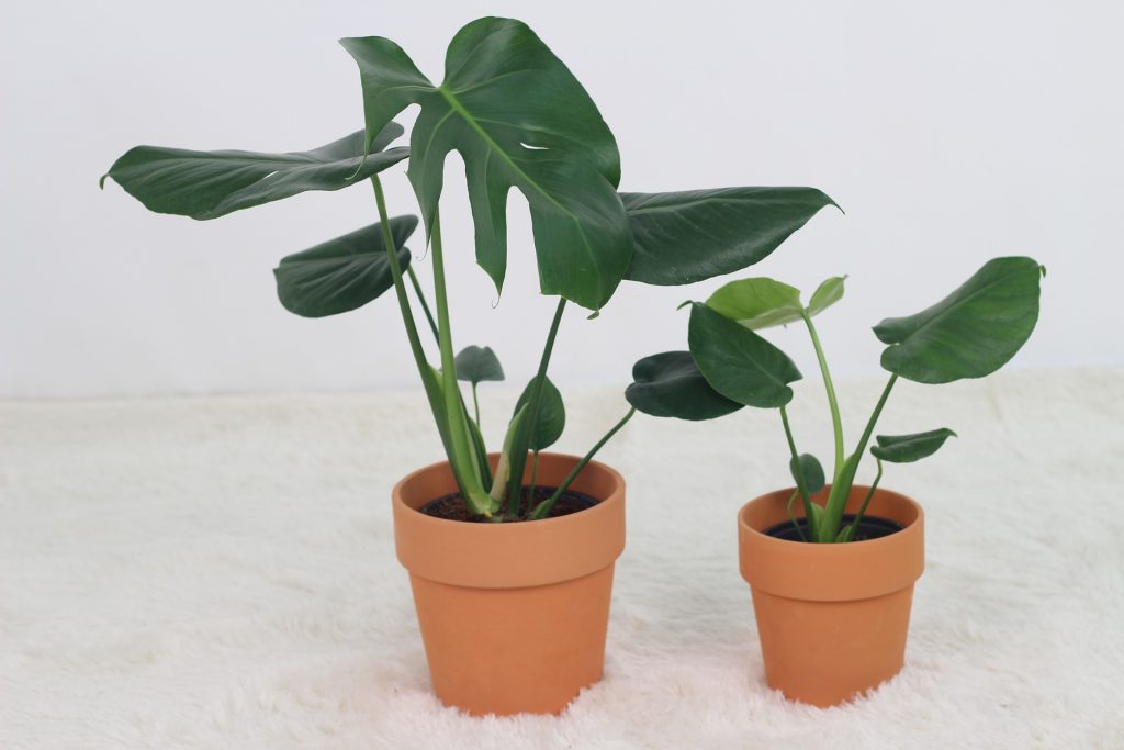 Monstera salon kwiatowy Tomaszewski jakie kwiaty doniczkowe lubią cień