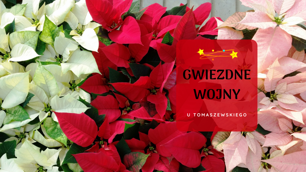 Poradnik gwiazd - Jak pielęgnować gwiazdę betlejemską?