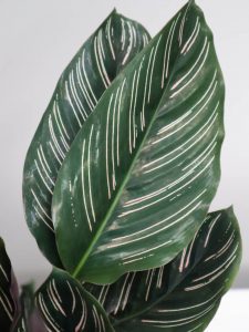 KALATEA 'SANDERIANA'